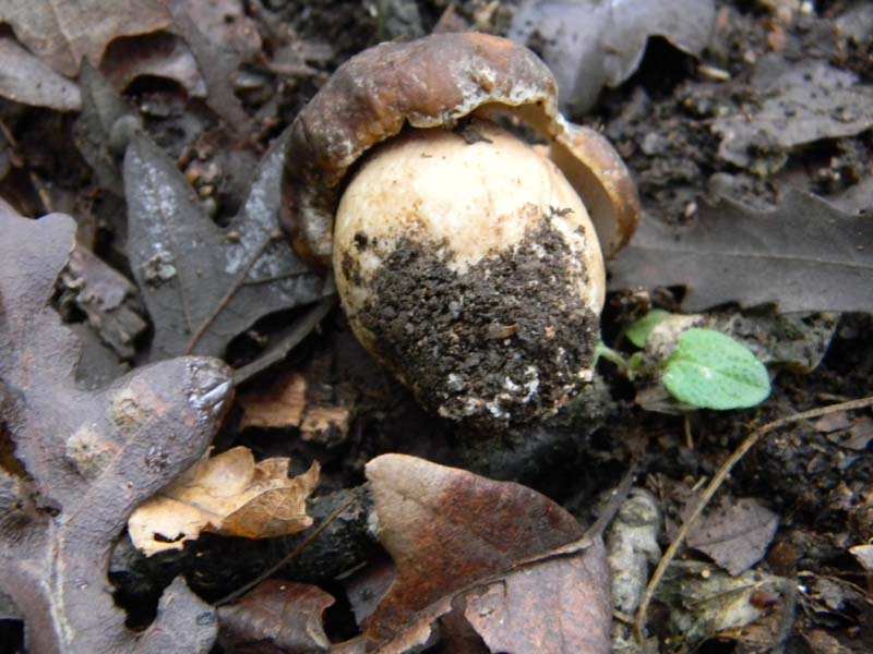 Ritrovamenti 26.10.2010.spero che non siano l''ultimi