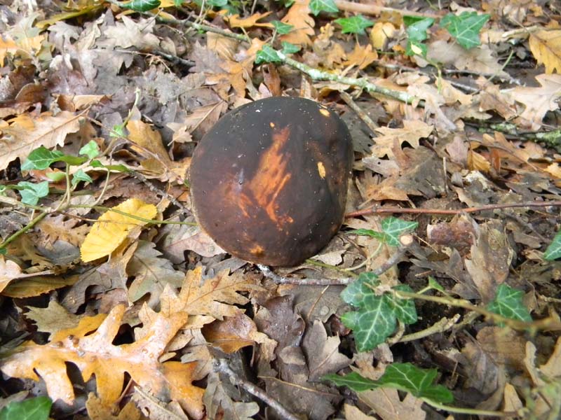 Ritrovamenti 26.10.2010.spero che non siano l''ultimi