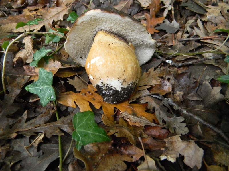 Ritrovamenti 26.10.2010.spero che non siano l''ultimi