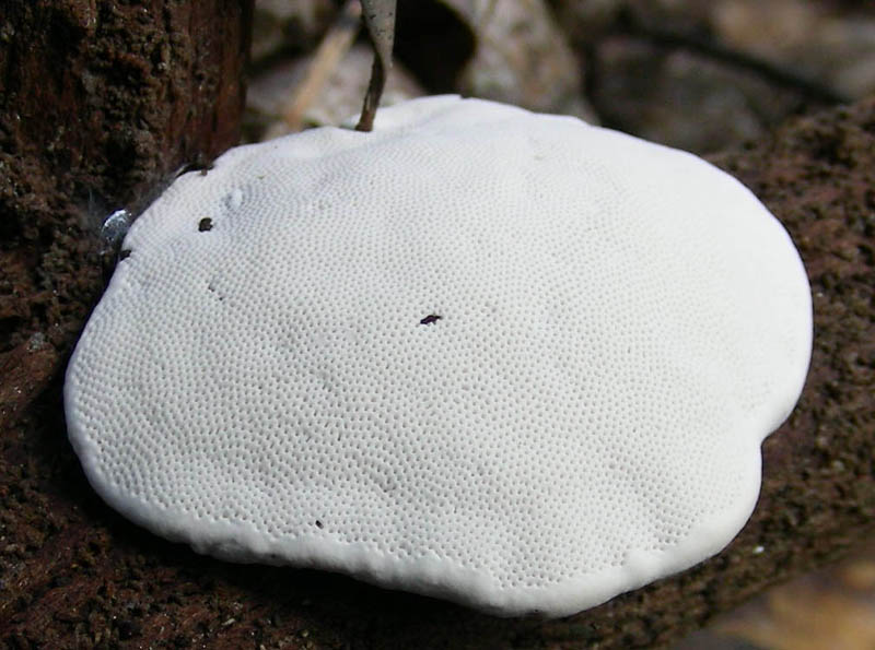 Vecchi ritrovamenti  Pluteus