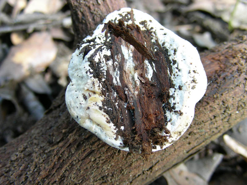 Vecchi ritrovamenti  Pluteus