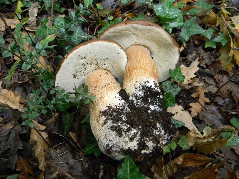 Ritrovamenti 26.10.2010.spero che non siano l''ultimi