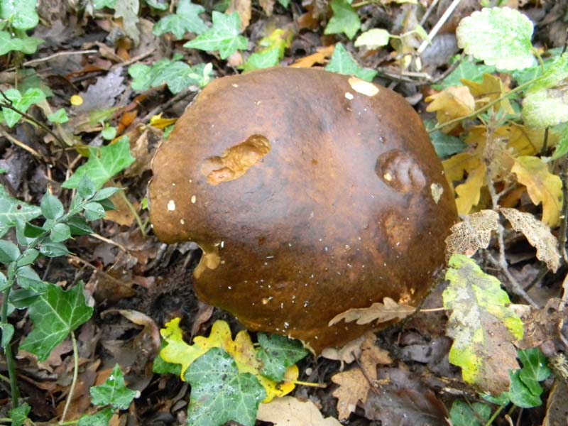 Ritrovamenti 26.10.2010.spero che non siano l''ultimi