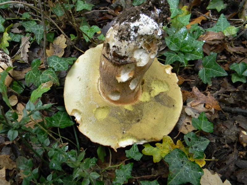 Ritrovamenti 26.10.2010.spero che non siano l''ultimi