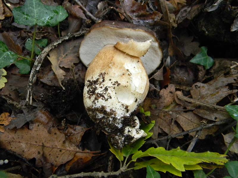 Ritrovamenti 26.10.2010.spero che non siano l''ultimi