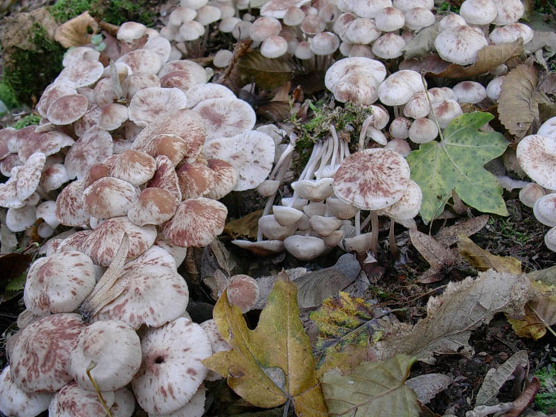 Tre vecchi ritrovamenti aspetando la pioggia