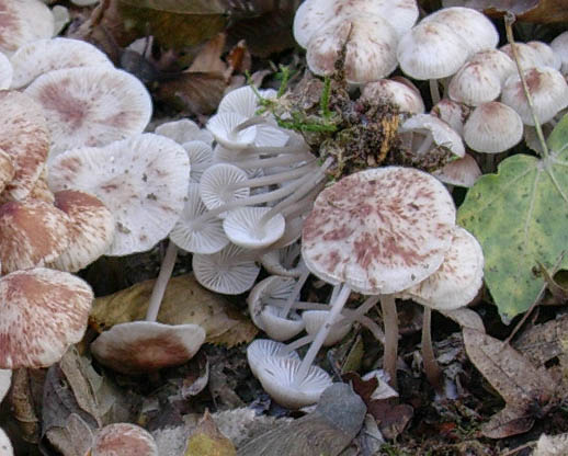 Tre vecchi ritrovamenti aspetando la pioggia