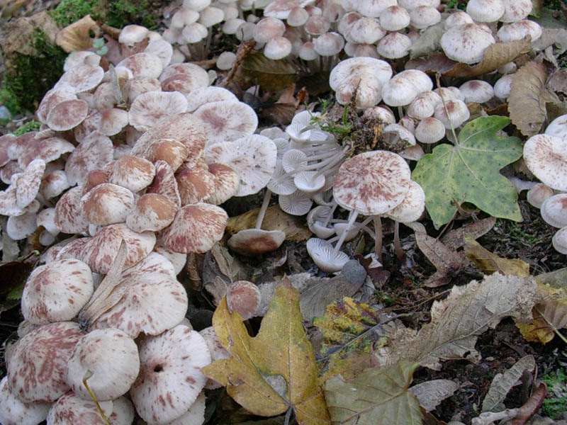 Tre vecchi ritrovamenti aspetando la pioggia