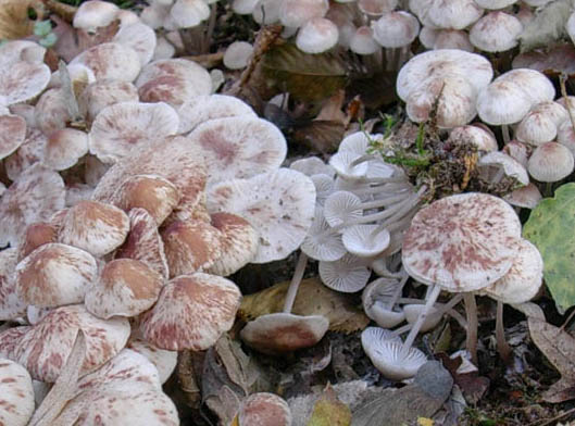 Tre vecchi ritrovamenti aspetando la pioggia