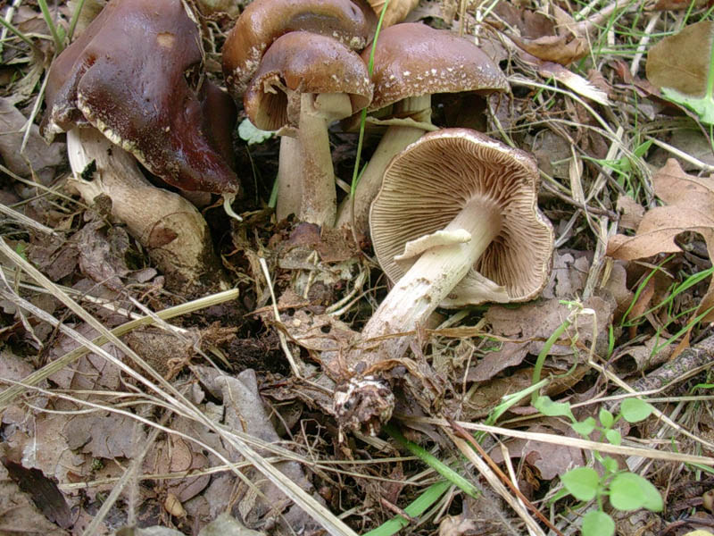 Tre vecchi ritrovamenti aspetando la pioggia