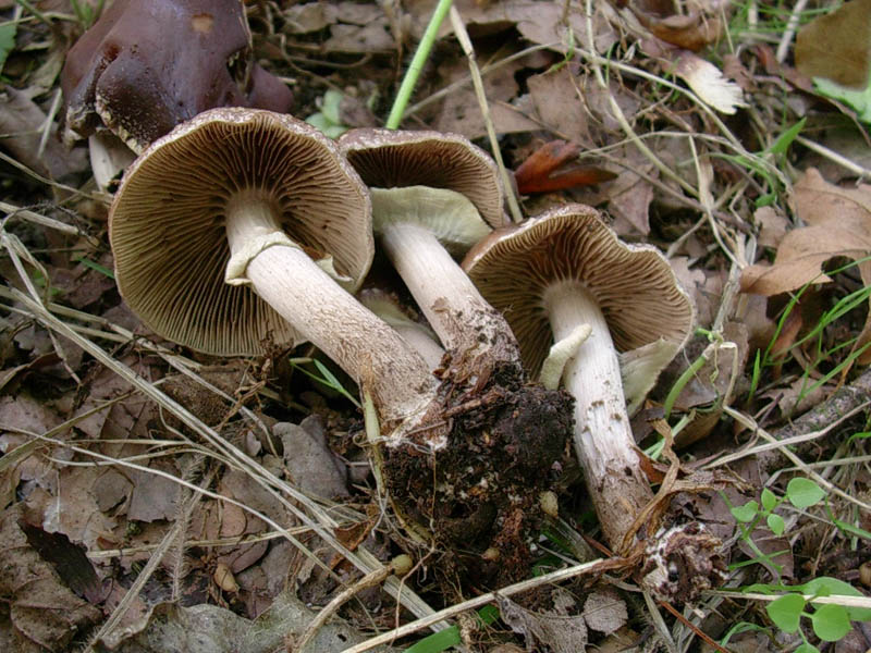 Tre vecchi ritrovamenti aspetando la pioggia