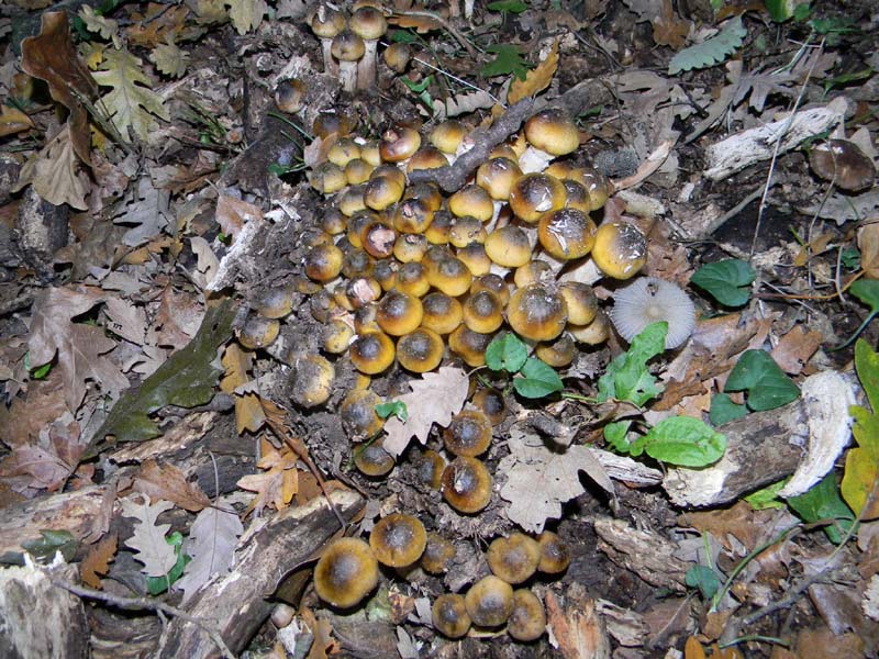 Armillaria mellea 29.10.2010.