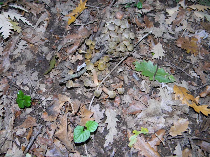 Armillaria mellea 29.10.2010.