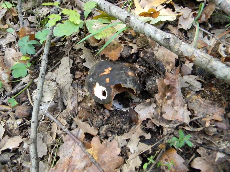 Escursione del 30.10.2010.sotto Quercia