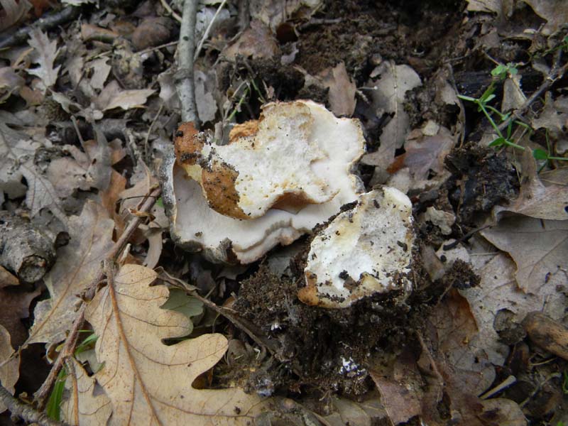 Escursione del 30.10.2010.sotto Quercia