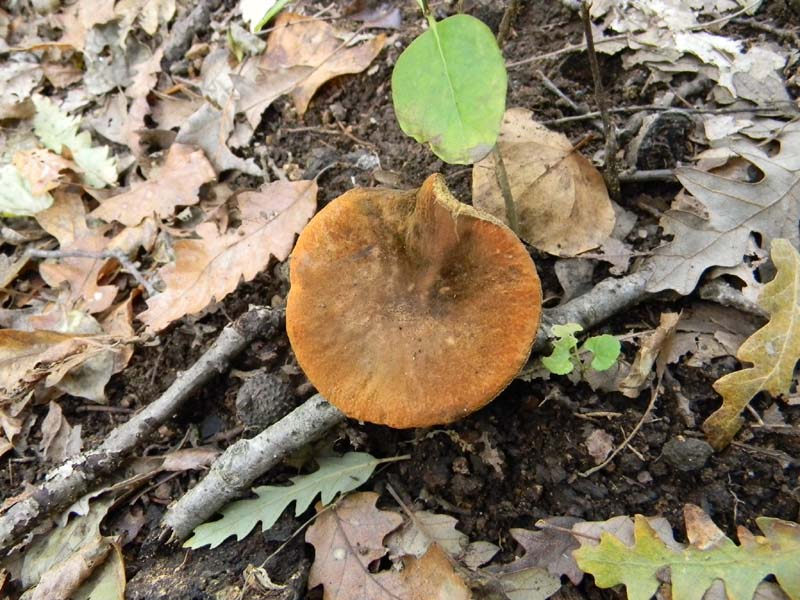 Escursione del 30.10.2010.sotto Quercia