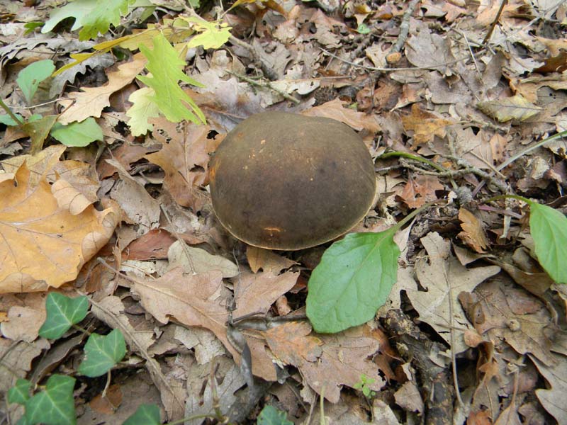 Escursione del 30.10.2010.sotto Quercia