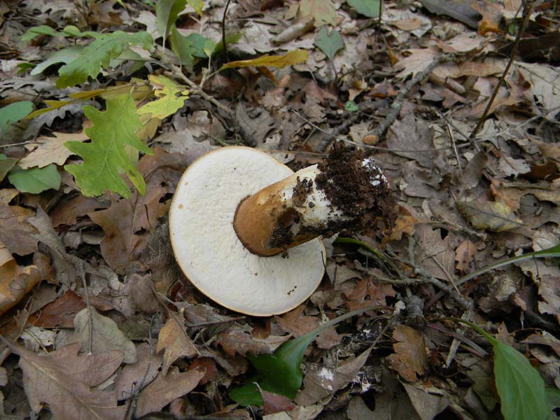 Escursione del 30.10.2010.sotto Quercia