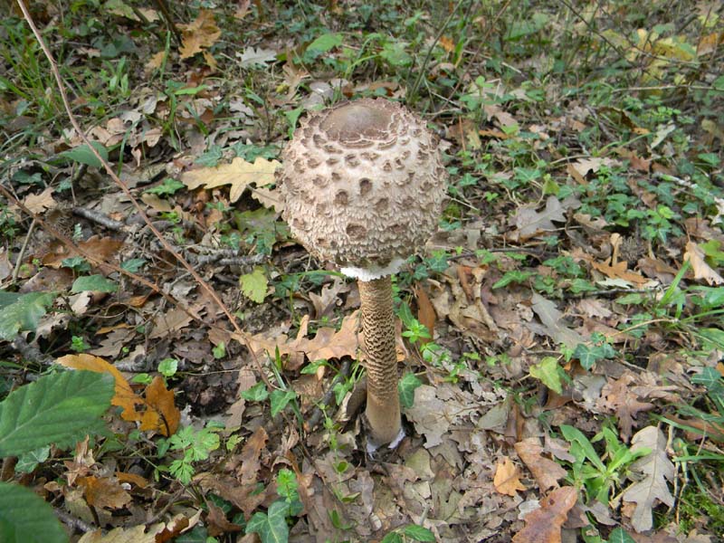 Escursione del 30.10.2010.sotto Quercia