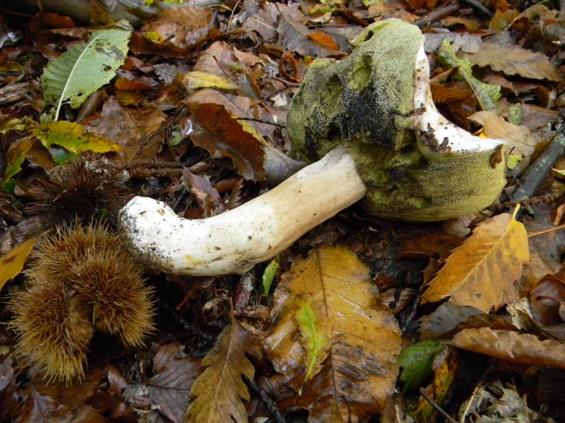 Ritrovamenti del 2.11.2010.bosco Faggio Castagno