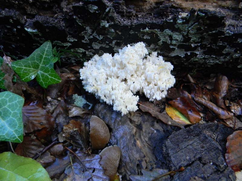 Ritrovamenti del 2.11.2010.bosco Faggio Castagno