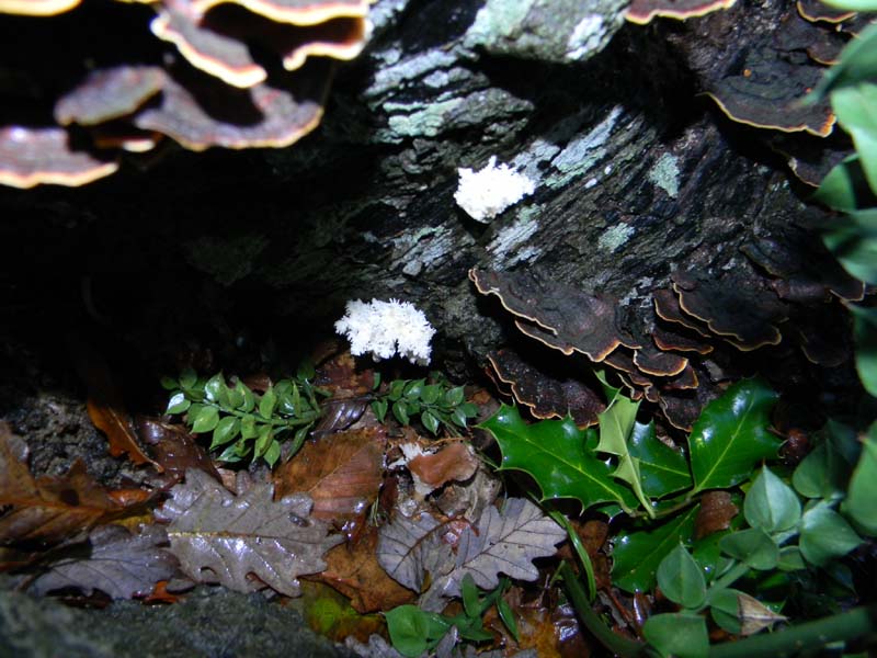 Ritrovamenti del 2.11.2010.bosco Faggio Castagno