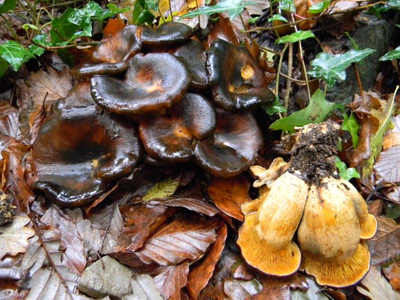 Ritrovamenti del 2.11.2010.bosco Faggio Castagno