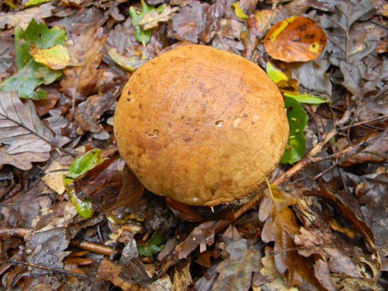 Ritrovamenti del 2.11.2010.bosco Faggio Castagno