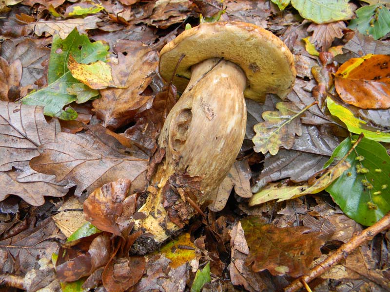 Ritrovamenti del 2.11.2010.bosco Faggio Castagno