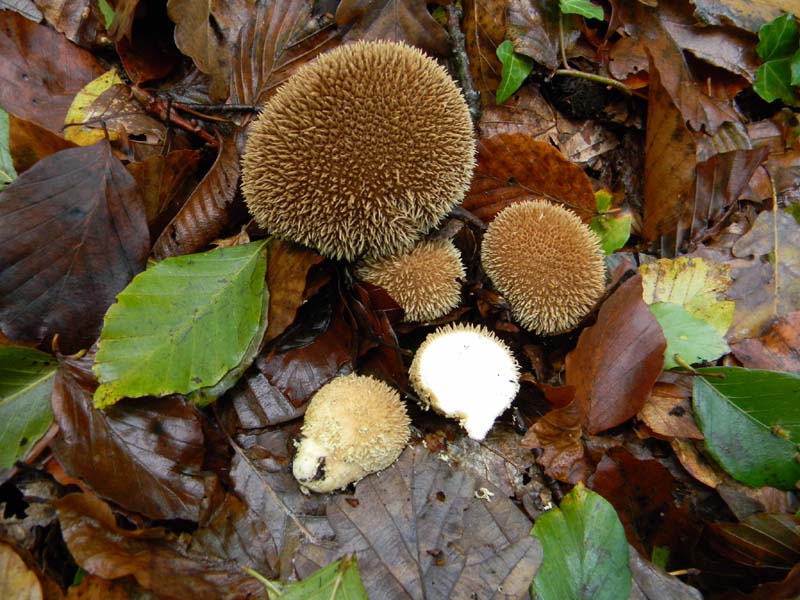 Ritrovamenti del 2.11.2010.bosco Faggio Castagno