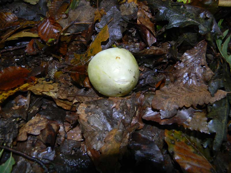 Ritrovamenti del 2.11.2010.bosco Faggio Castagno