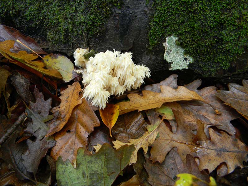 Ritrovamenti del 2.11.2010.bosco Faggio Castagno