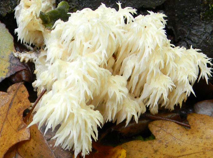 Ritrovamenti del 2.11.2010.bosco Faggio Castagno