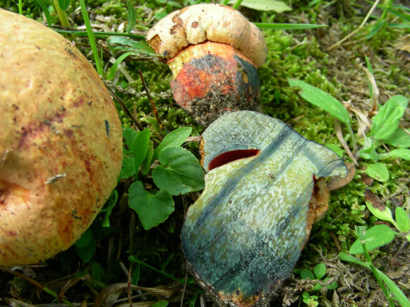 Vecchio ritrovamento Boletus purpureus?