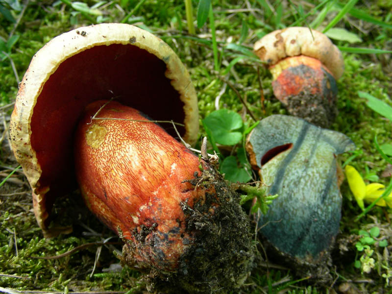 Vecchio ritrovamento Boletus purpureus?