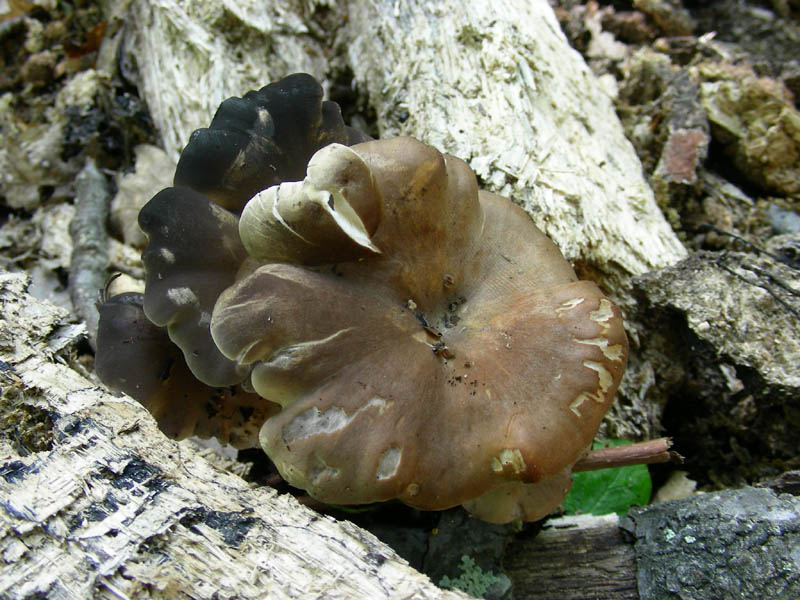 Vecchi ritrovamenti  Pluteus