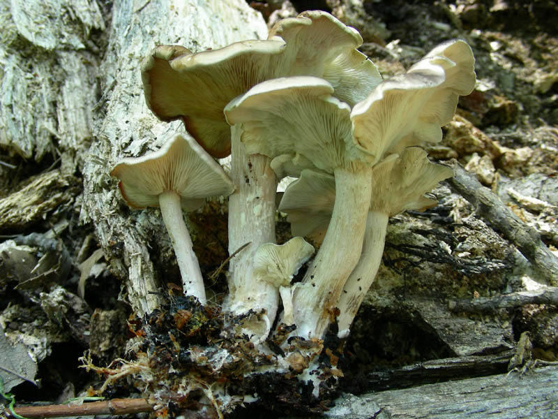 Vecchi ritrovamenti  Pluteus