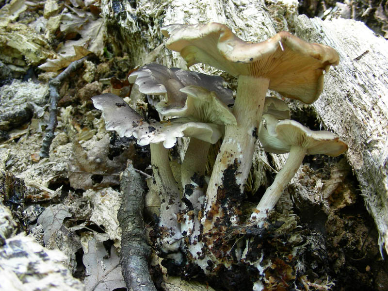Vecchi ritrovamenti  Pluteus