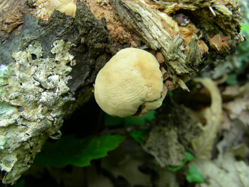 Vecchi ritrovamenti  Pluteus