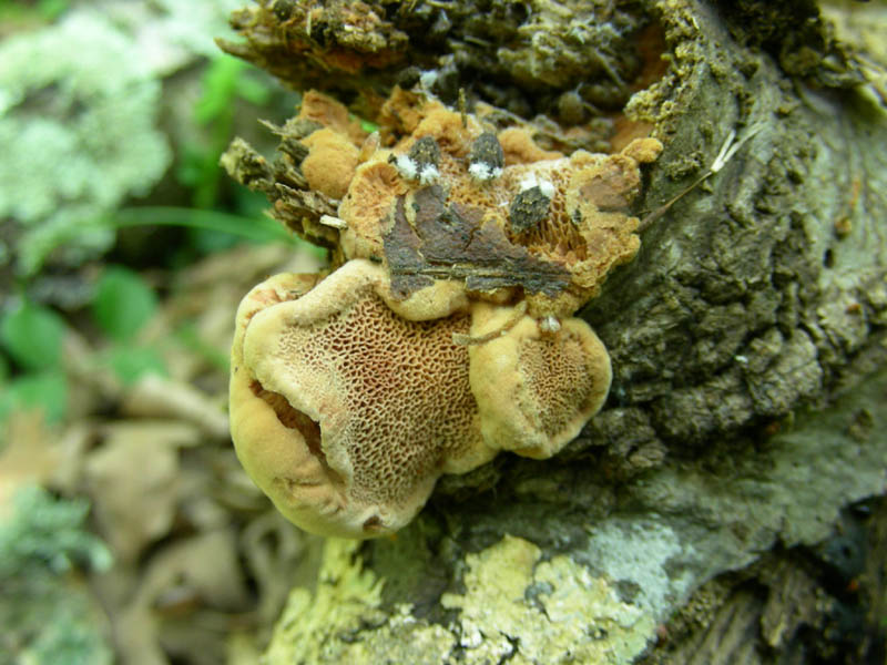 Vecchi ritrovamenti  Pluteus