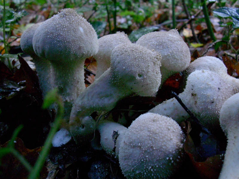 Calvatia excipuliformis?  vecchio ritrovamento
