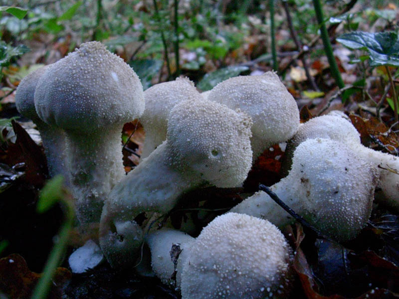 Calvatia excipuliformis?  vecchio ritrovamento
