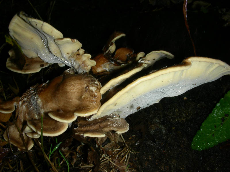 Escuesione del 5.10.2010.