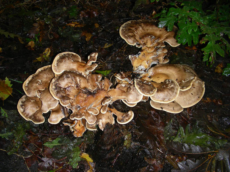 Escuesione del 5.10.2010.