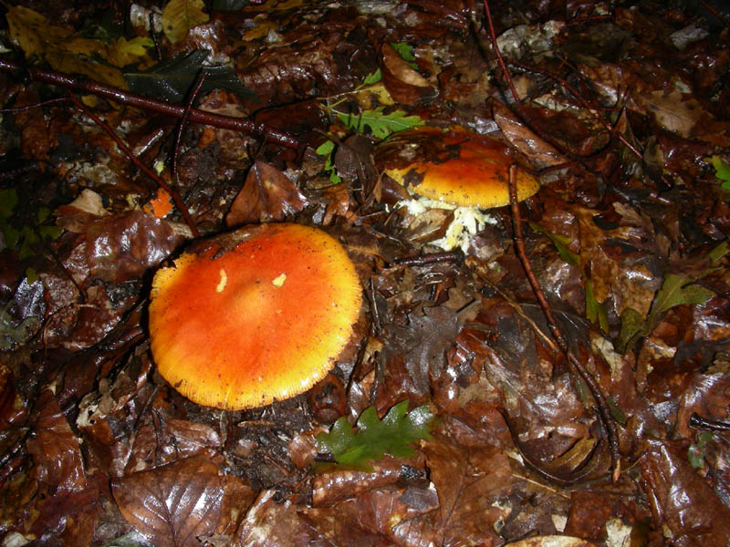 Escuesione del 5.10.2010.