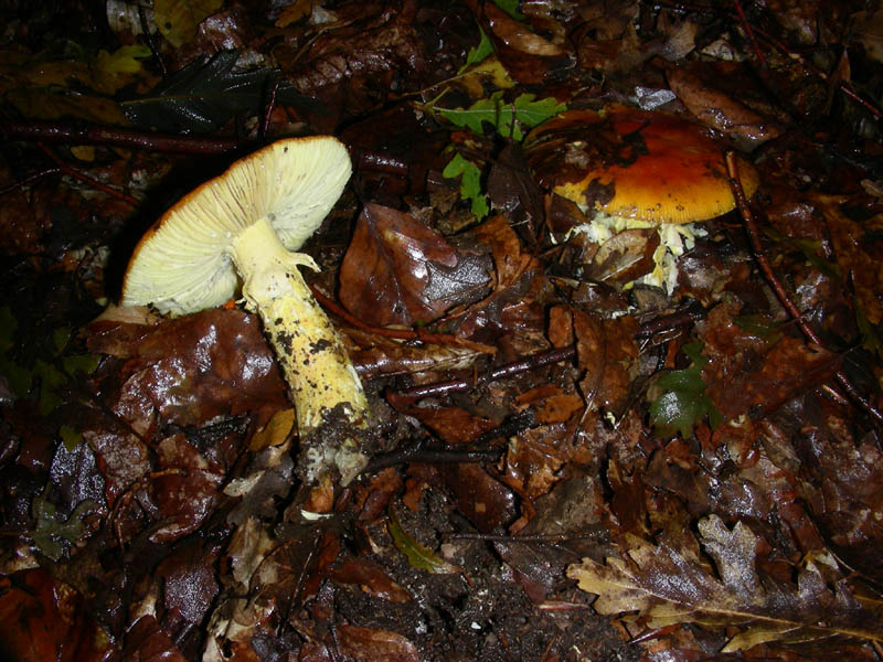 Escuesione del 5.10.2010.