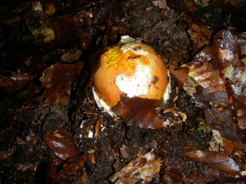 Escuesione del 5.10.2010.