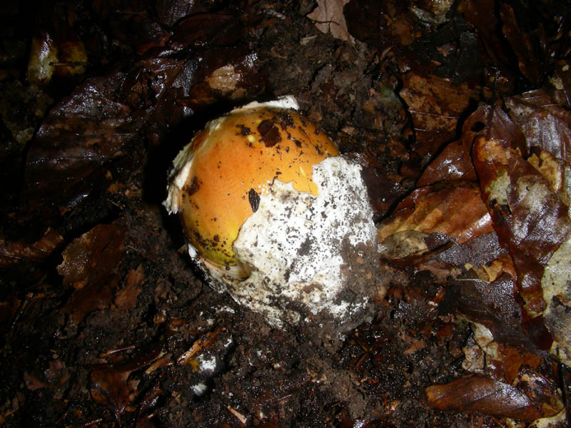 Escuesione del 5.10.2010.