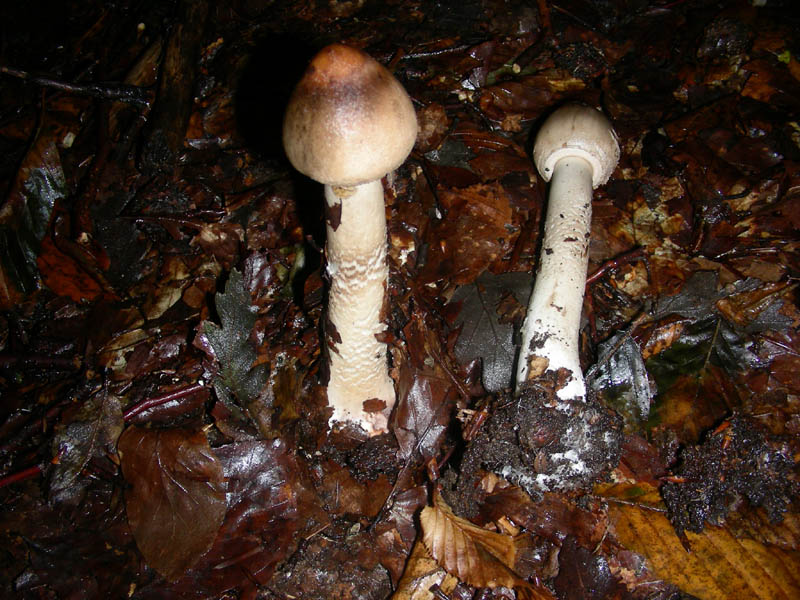 Ritrovamenti del 5.10.2010.sotto un piccolo diluvio