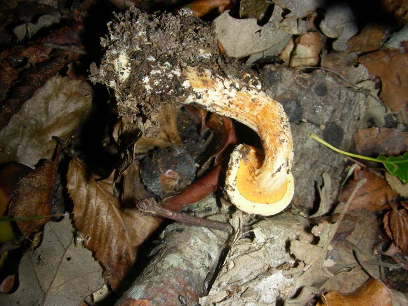 Strano ritrovamento fotog.il 9.10.2010